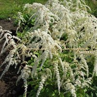 Астильба Тунберга Профессор ван дер Вилен Астильба Тунберга Профессор ван дер Вилен